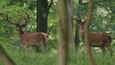 Izsek iz filma - Auf der Jagd - Wem gehört die Natur?