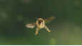 Izsek iz filma - Tagebuch einer Biene