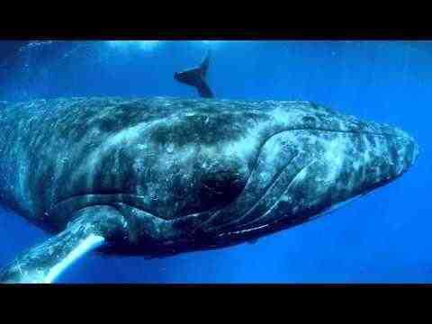 Humpback Whales
