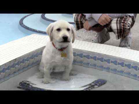Marley & Me: The Puppy Years - trailer