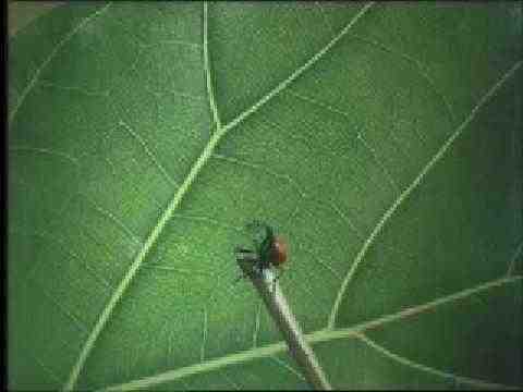 Bugs! - trailer