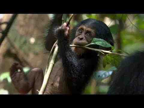 Chimpanzee - trailer