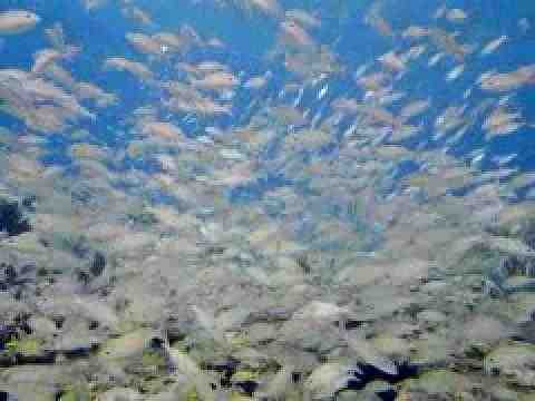 Deep Sea 3D - trailer