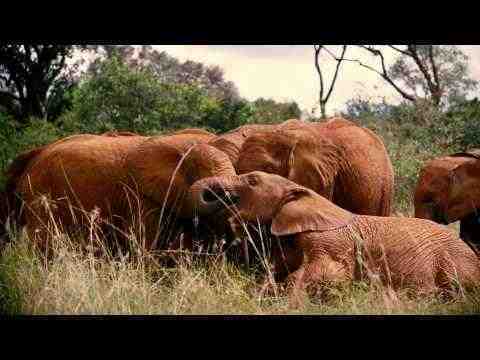 Born to Be Wild - trailer