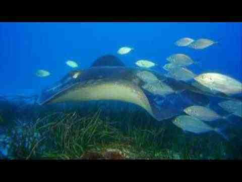 Under the Sea 3D - trailer